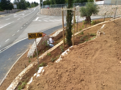 kolčenje čempresa